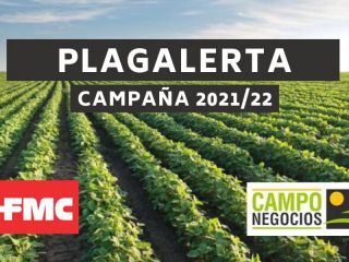 PLAGALERTA